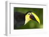 Chestnut-Mandibled Toucan-Mary Ann McDonald-Framed Photographic Print