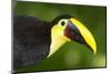 Chestnut-Mandibled Toucan-Mary Ann McDonald-Mounted Photographic Print