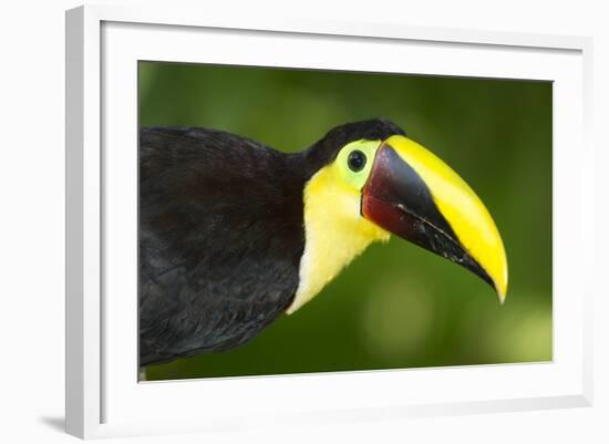 Chestnut-Mandibled Toucan-Mary Ann McDonald-Framed Photographic Print