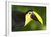 Chestnut-Mandibled Toucan-Mary Ann McDonald-Framed Photographic Print