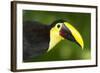 Chestnut-Mandibled Toucan-Mary Ann McDonald-Framed Photographic Print