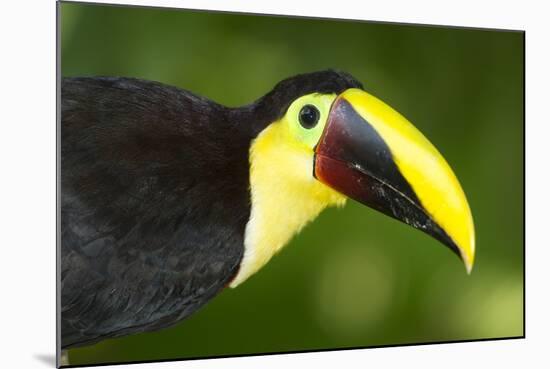 Chestnut-Mandibled Toucan-Mary Ann McDonald-Mounted Photographic Print