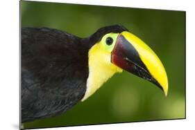 Chestnut-Mandibled Toucan-Mary Ann McDonald-Mounted Photographic Print