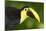Chestnut-Mandibled Toucan-Mary Ann McDonald-Mounted Photographic Print