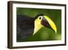 Chestnut-Mandibled Toucan-Mary Ann McDonald-Framed Photographic Print