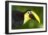 Chestnut-Mandibled Toucan-Mary Ann McDonald-Framed Photographic Print