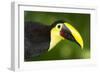 Chestnut-Mandibled Toucan-Mary Ann McDonald-Framed Photographic Print