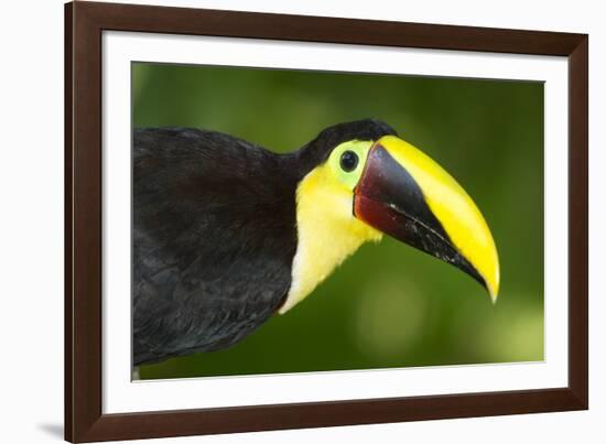 Chestnut-Mandibled Toucan-Mary Ann McDonald-Framed Photographic Print