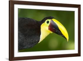 Chestnut-Mandibled Toucan-Mary Ann McDonald-Framed Photographic Print