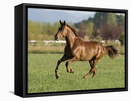 Chestnut Mare Running in Paddock, Longmont, Colorado, USA-Carol Walker-Framed Stretched Canvas