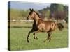 Chestnut Mare Running in Paddock, Longmont, Colorado, USA-Carol Walker-Stretched Canvas