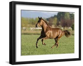 Chestnut Mare Running in Paddock, Longmont, Colorado, USA-Carol Walker-Framed Photographic Print