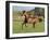 Chestnut Mare Running in Paddock, Longmont, Colorado, USA-Carol Walker-Framed Photographic Print