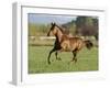 Chestnut Mare Running in Paddock, Longmont, Colorado, USA-Carol Walker-Framed Photographic Print