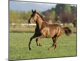 Chestnut Mare Running in Paddock, Longmont, Colorado, USA-Carol Walker-Mounted Photographic Print