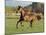 Chestnut Mare Running in Paddock, Longmont, Colorado, USA-Carol Walker-Mounted Photographic Print