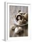 Chestnut Mushrooms and White Button Mushrooms-Dirk Pieters-Framed Photographic Print