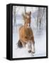 Chestnut Mustang Running In Snow, At Ranch, Shell, Wyoming, USA. February-Carol Walker-Framed Stretched Canvas