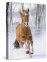 Chestnut Mustang Running In Snow, At Ranch, Shell, Wyoming, USA. February-Carol Walker-Stretched Canvas