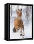 Chestnut Mustang Running In Snow, At Ranch, Shell, Wyoming, USA. February-Carol Walker-Framed Stretched Canvas