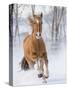 Chestnut Mustang Running In Snow, At Ranch, Shell, Wyoming, USA. February-Carol Walker-Stretched Canvas