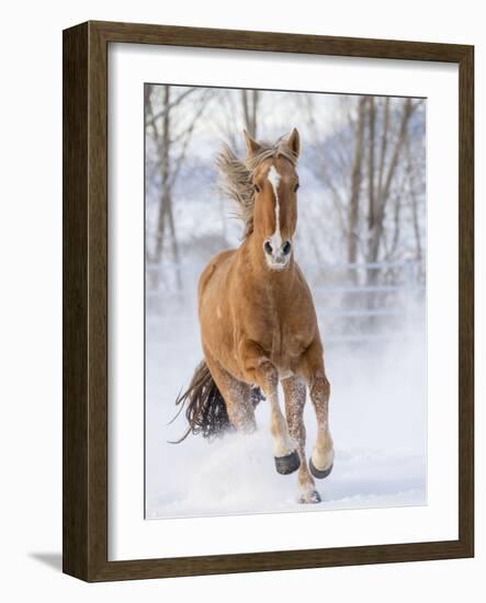 Chestnut Mustang Running In Snow, At Ranch, Shell, Wyoming, USA. February-Carol Walker-Framed Photographic Print