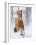 Chestnut Mustang Running In Snow, At Ranch, Shell, Wyoming, USA. February-Carol Walker-Framed Photographic Print