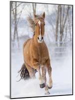 Chestnut Mustang Running In Snow, At Ranch, Shell, Wyoming, USA. February-Carol Walker-Mounted Photographic Print