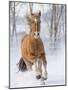 Chestnut Mustang Running In Snow, At Ranch, Shell, Wyoming, USA. February-Carol Walker-Mounted Photographic Print