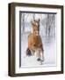 Chestnut Mustang Running In Snow, At Ranch, Shell, Wyoming, USA. February-Carol Walker-Framed Photographic Print