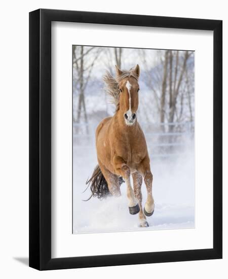 Chestnut Mustang Running In Snow, At Ranch, Shell, Wyoming, USA. February-Carol Walker-Framed Photographic Print