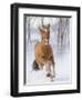 Chestnut Mustang Running In Snow, At Ranch, Shell, Wyoming, USA. February-Carol Walker-Framed Photographic Print