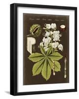 Chestnut on Suede-Vision Studio-Framed Art Print