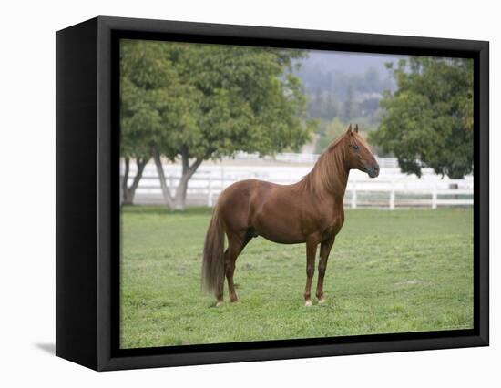 Chestnut Paso Fino Stallion, Ojai, California, USA-Carol Walker-Framed Stretched Canvas