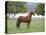 Chestnut Paso Fino Stallion, Ojai, California, USA-Carol Walker-Stretched Canvas