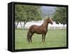 Chestnut Paso Fino Stallion, Ojai, California, USA-Carol Walker-Framed Stretched Canvas