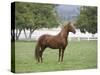 Chestnut Paso Fino Stallion, Ojai, California, USA-Carol Walker-Stretched Canvas