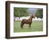 Chestnut Paso Fino Stallion, Ojai, California, USA-Carol Walker-Framed Premium Photographic Print