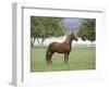 Chestnut Paso Fino Stallion, Ojai, California, USA-Carol Walker-Framed Premium Photographic Print