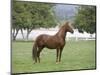 Chestnut Paso Fino Stallion, Ojai, California, USA-Carol Walker-Mounted Premium Photographic Print