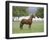 Chestnut Paso Fino Stallion, Ojai, California, USA-Carol Walker-Framed Photographic Print