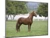 Chestnut Paso Fino Stallion, Ojai, California, USA-Carol Walker-Mounted Photographic Print