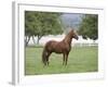 Chestnut Paso Fino Stallion, Ojai, California, USA-Carol Walker-Framed Photographic Print