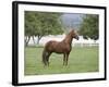 Chestnut Paso Fino Stallion, Ojai, California, USA-Carol Walker-Framed Photographic Print