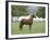 Chestnut Paso Fino Stallion, Ojai, California, USA-Carol Walker-Framed Photographic Print