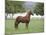 Chestnut Paso Fino Stallion, Ojai, California, USA-Carol Walker-Mounted Photographic Print