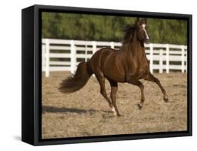 Chestnut Peruvian Paso Stallion Cantering in Field, Ojai, California, USA-Carol Walker-Framed Stretched Canvas