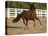 Chestnut Peruvian Paso Stallion Cantering in Field, Ojai, California, USA-Carol Walker-Stretched Canvas