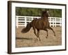 Chestnut Peruvian Paso Stallion Cantering in Field, Ojai, California, USA-Carol Walker-Framed Photographic Print