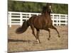 Chestnut Peruvian Paso Stallion Cantering in Field, Ojai, California, USA-Carol Walker-Mounted Photographic Print